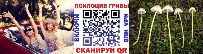 Галлюциногенные грибы Psilocybe  купить  сайты  Белозерск 